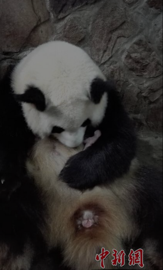 Primer par de gemelos de panda de 2015 nacen en Chengdu