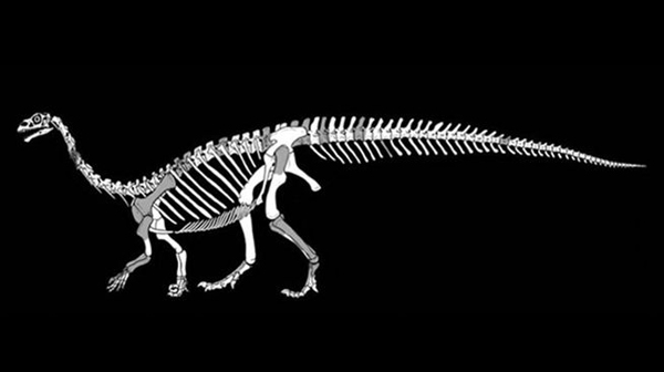 Descubren nueva especie de dinosaurio