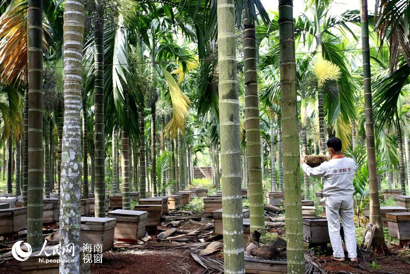 Varias personas que trabajan en el campo de apicultura de Chen Changzhuo en Hainan. (Foto/Pueblo en Línea)