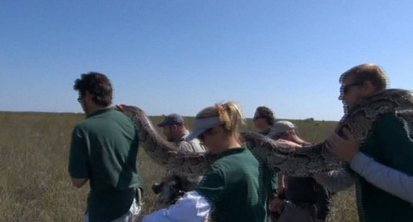 Capturan a pitón gigante en parque de Florida