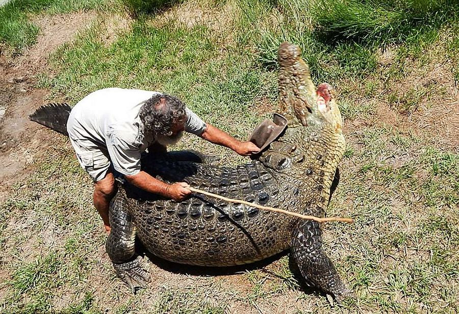 Robert Bredl, el jinete de cocodrilos y encantador de reptiles