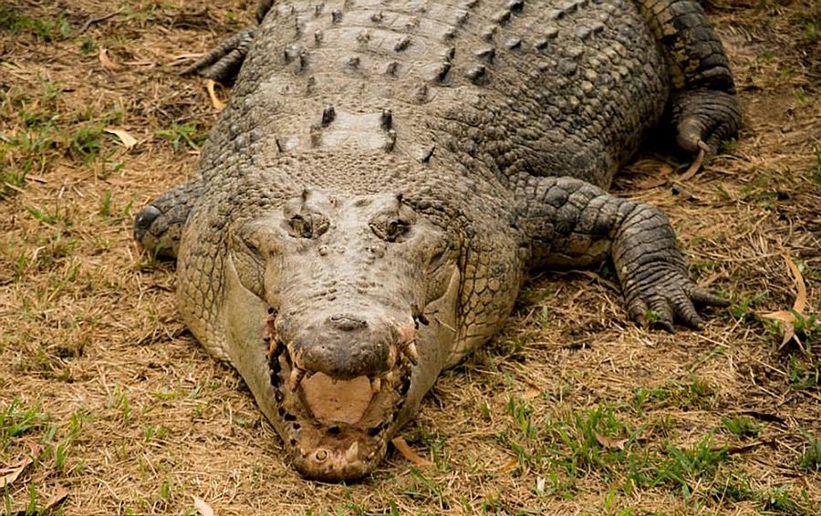 Robert Bredl, el jinete de cocodrilos y encantador de reptiles