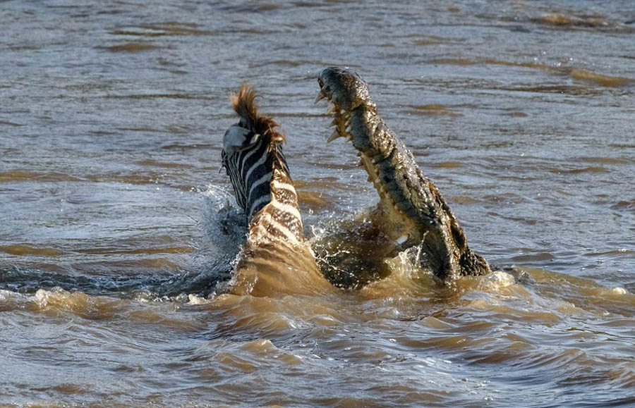 Esta joven cebra fue atacada por un cocodrilo cuando intentaba cruzar un río en el parque Masai Mara, Kenia.