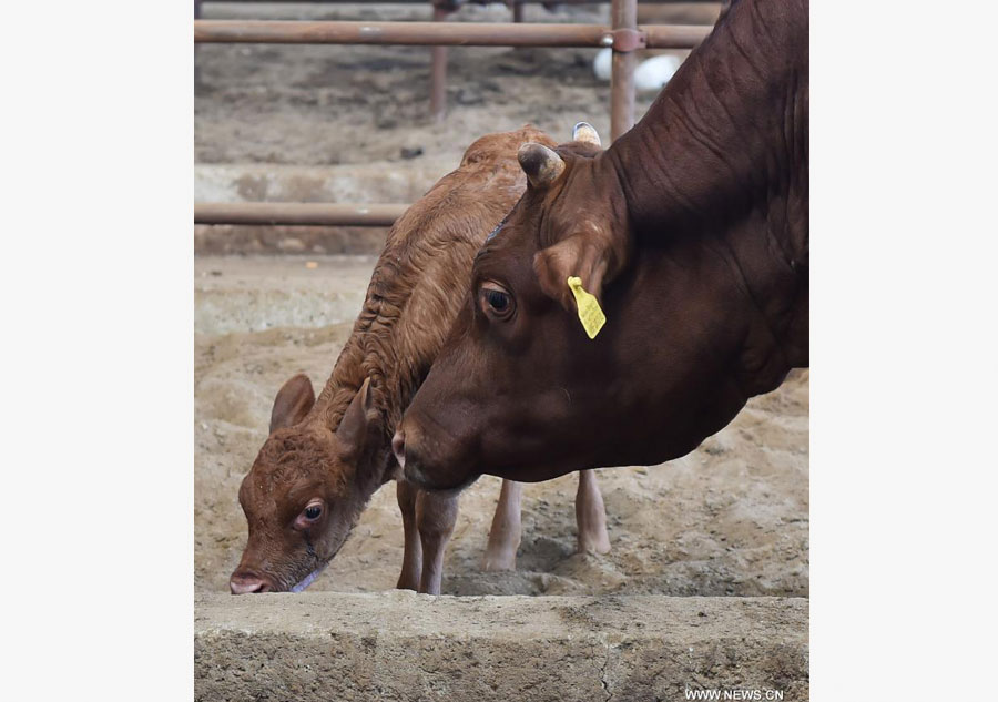 Vaca clonada da a luz un becerro sano