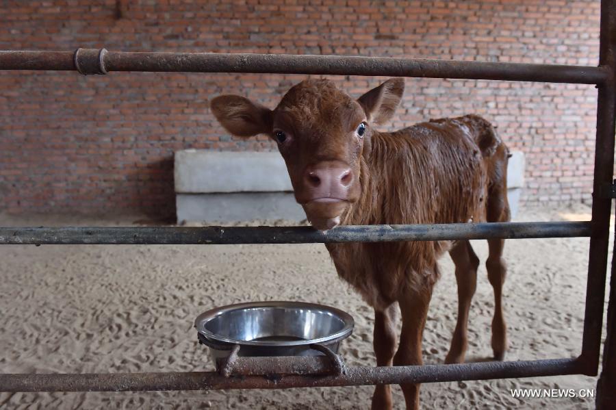 Vaca clonada da a luz un becerro sano