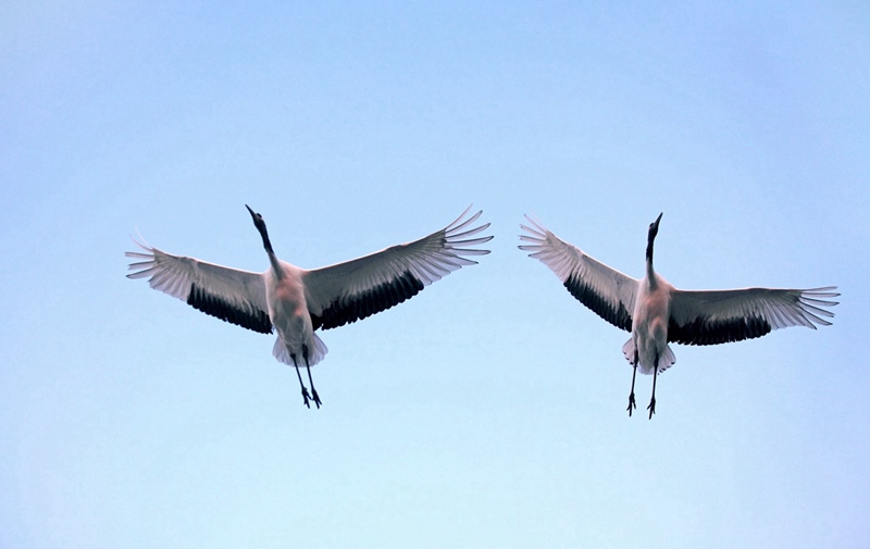 Reserva Natural Nacional Xianghai, paraíso de las aves 6