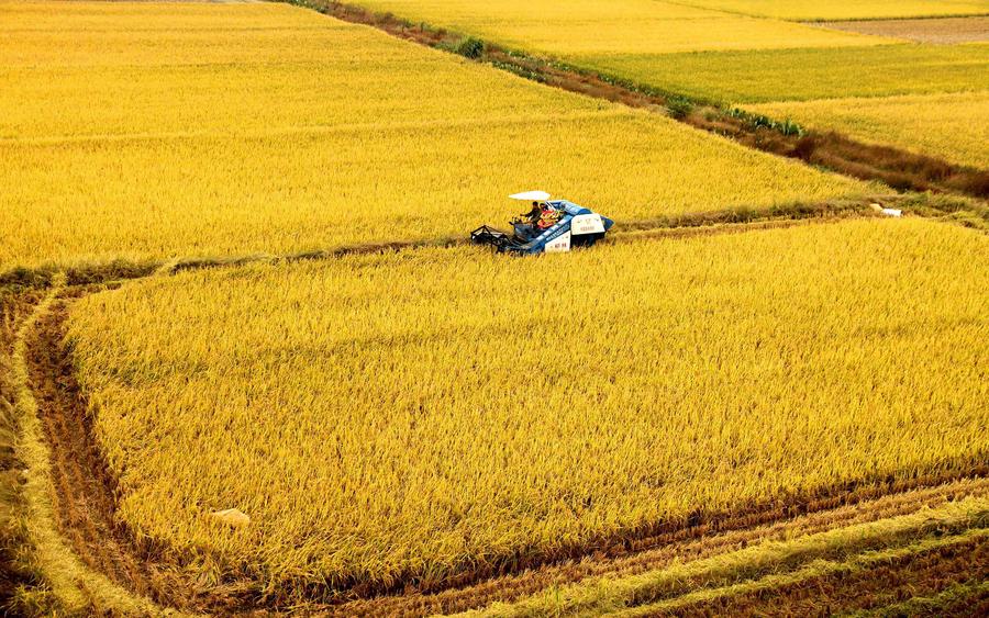 Los agricultores trabajan en los arrozales del condado Jingan, provincia de Jiangxi, el 8 de octubre de 2015. [Foto/Xinhua]