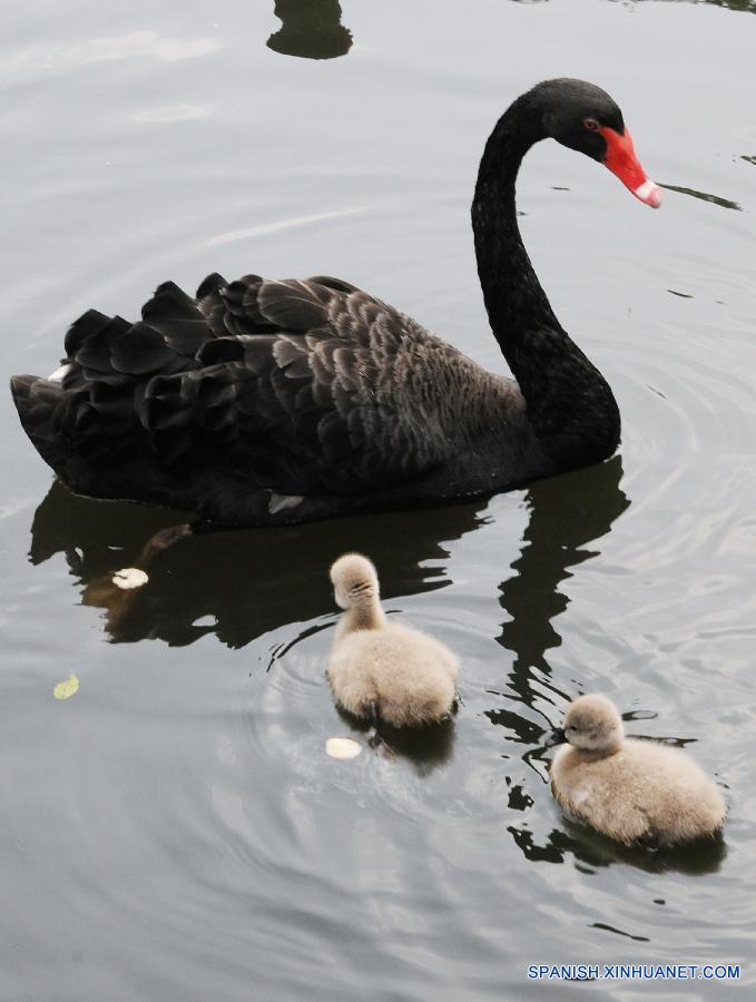 Hermosos cisnes en Zoo de Suzhou, Jiangsu