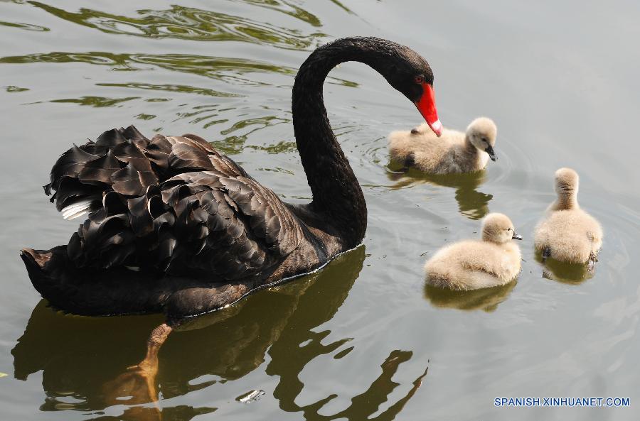 Hermosos cisnes en Zoo de Suzhou, Jiangsu