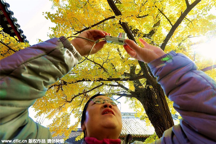 árboles milenarios de Gingko atraen a turistas en Pekín 2