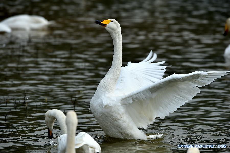 Cisnes cantores silvestres en humedal de Shanxi