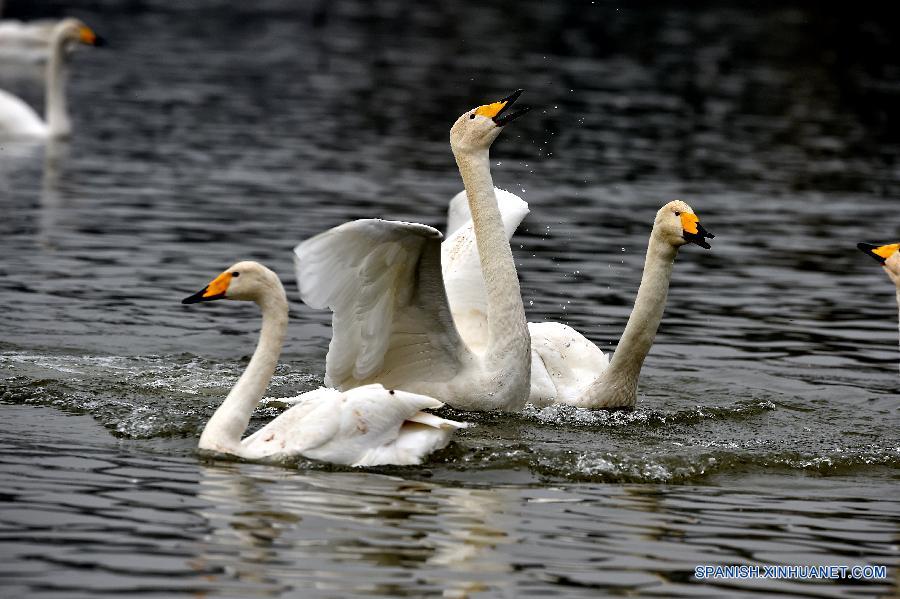 Cisnes cantores silvestres en humedal de Shanxi