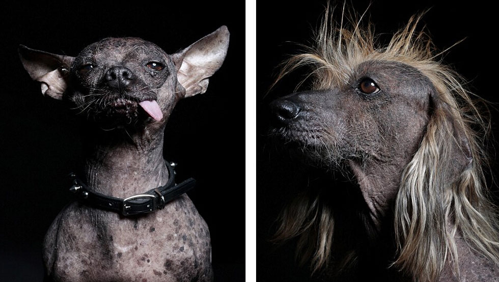 El fotógrafo dice que estos perros se comportan muy bien frente a la cámara.