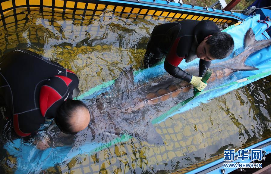 Esturión gigante herido se recupera en Pekín