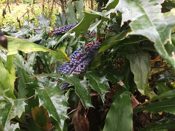 Periodistas extranjeros visitan el centro de frutas silvestres Gentleman Valley de Chongyi