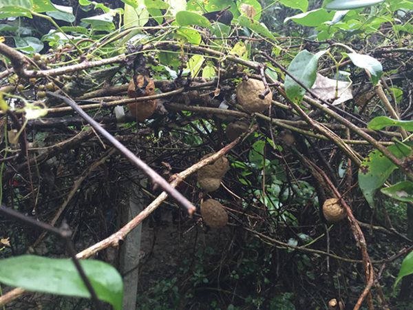 Periodistas extranjeros visitan el centro de frutas silvestres Gentleman Valley de Chongyi