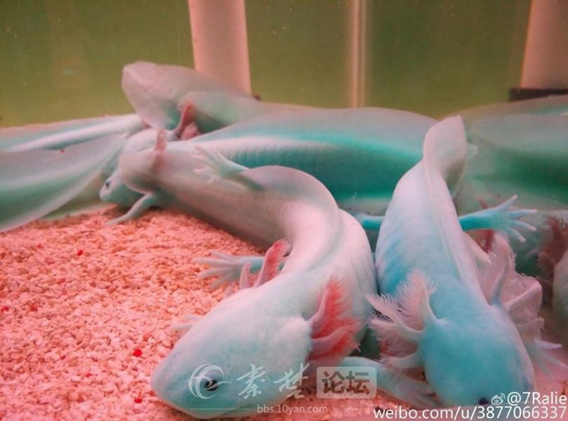 Primeras imágenes de los peces dinosaurio en el Parque del Pueblo de Shiyan, en la provincia de Hubei. (Foto del internauta “kongguyoulan”)