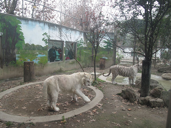 Nuevos decorados atraen más visitantes al zoológico de Chengdu