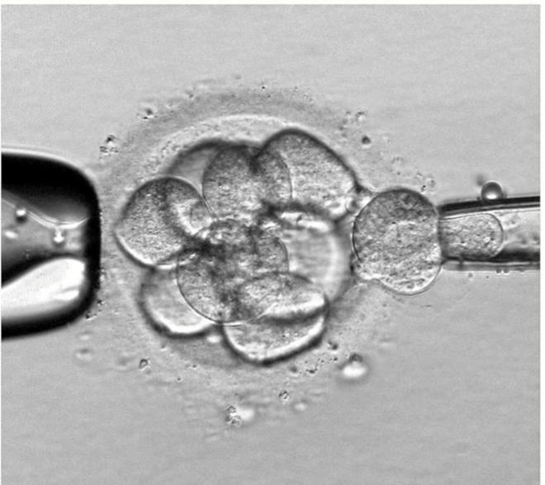 Reino Unido autoriza la modificación genética de embriones humanos