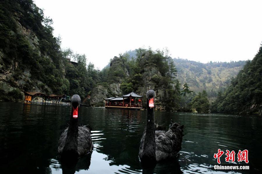 Dos cisnes negros se casan en Hunan