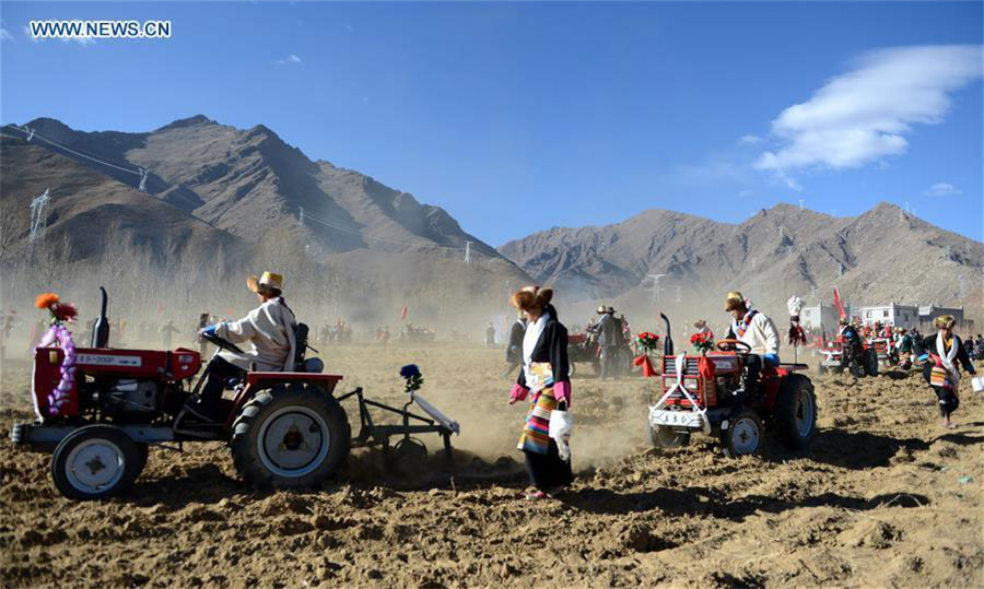 Agricultores celebran arado tradicional de primavera en el Tíbet