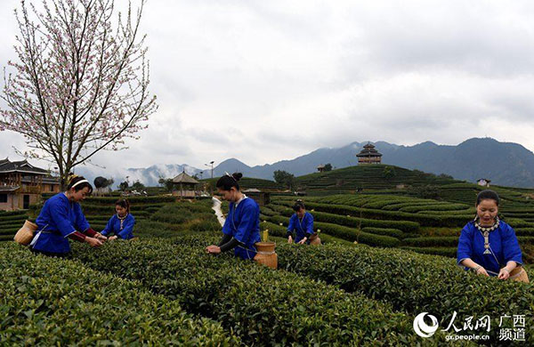 Agricultores de té recogen la primera cosecha de primavera en Guangxi