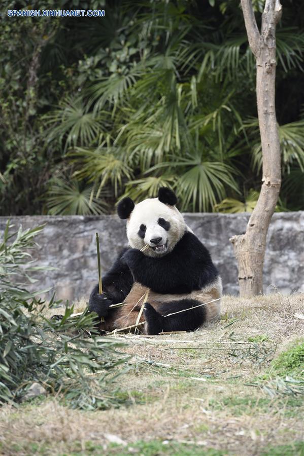 Pareja de pandas chinos, listos para nueva vida en República de Corea