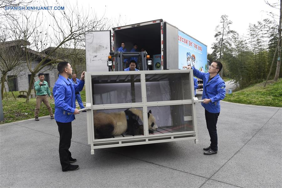 Pareja de pandas chinos, listos para nueva vida en República de Corea