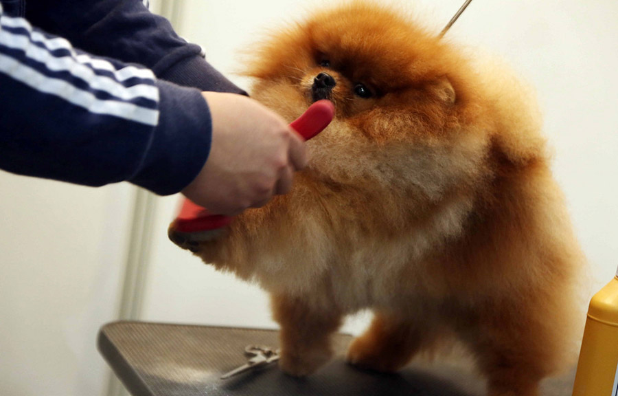 Pruebas clasificatorias de limpieza de patas de mascotas durante la Feria Internacional de Mascotas 2016 en Shanghai, el 17 de marzo. 