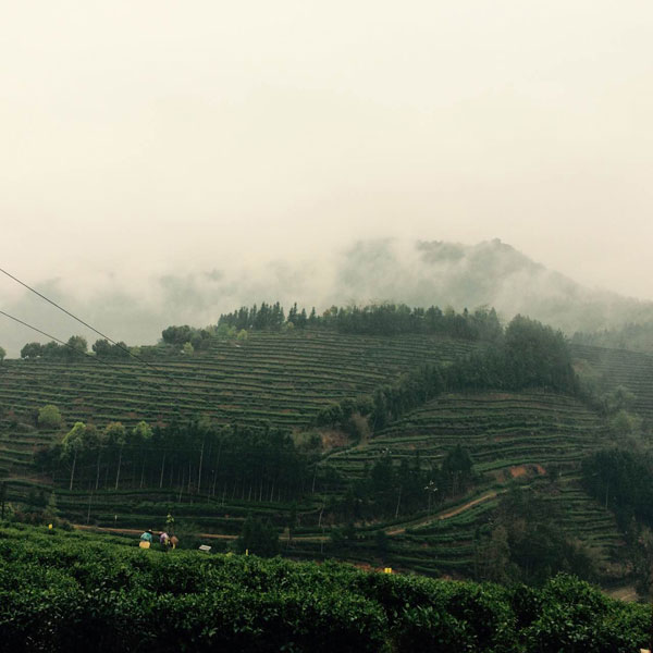 Dos tipos de té chinos ganan reconocimiento internacional