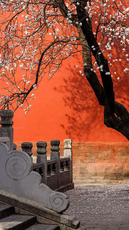 Las flores del albaricoque embellecen el Palacio Imperial