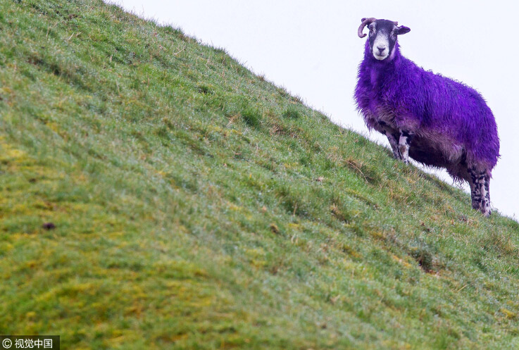 Ovejas violetas durante el mes mundial del autismo 3