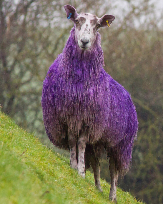 Ovejas violetas durante el mes mundial del autismo 2