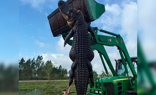 El monstruoso caimán hallado en Florida que deja atónitos a todos en Facebook