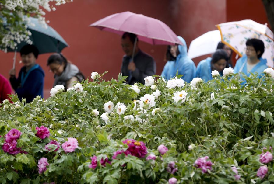 Los visitantes disfrutan de la exposición de flores de peonia en el Museo de Palacio en Beijing, el 12 de abril de 2016. [Foto / Xinhua]