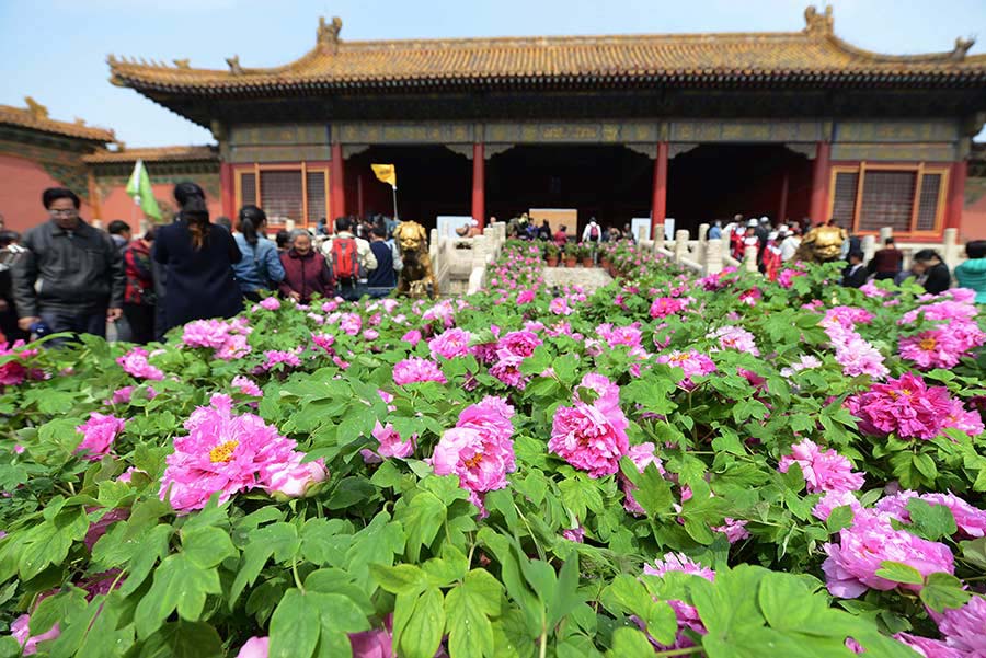 Los visitantes disfrutan de la exposición de flores de peonia en el Museo de Palacio en Beijing, el 12 de abril de 2016. [Foto / Xinhua]