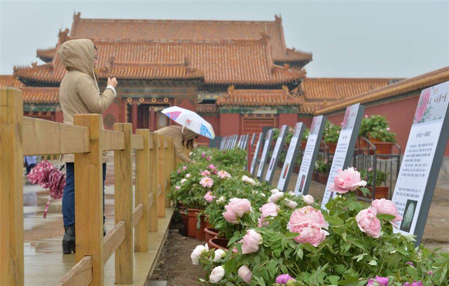 Los visitantes disfrutan de la exposición de flores de peonia en el Museo de Palacio en Beijing, el 12 de abril de 2016. [Foto / Xinhua]