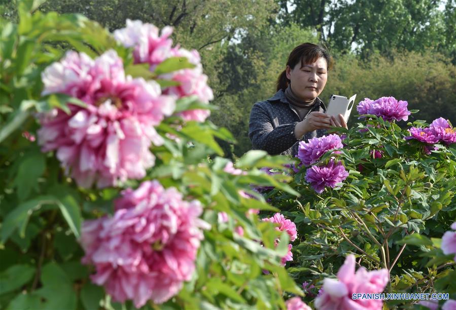 Flores en el Parque de Beijing