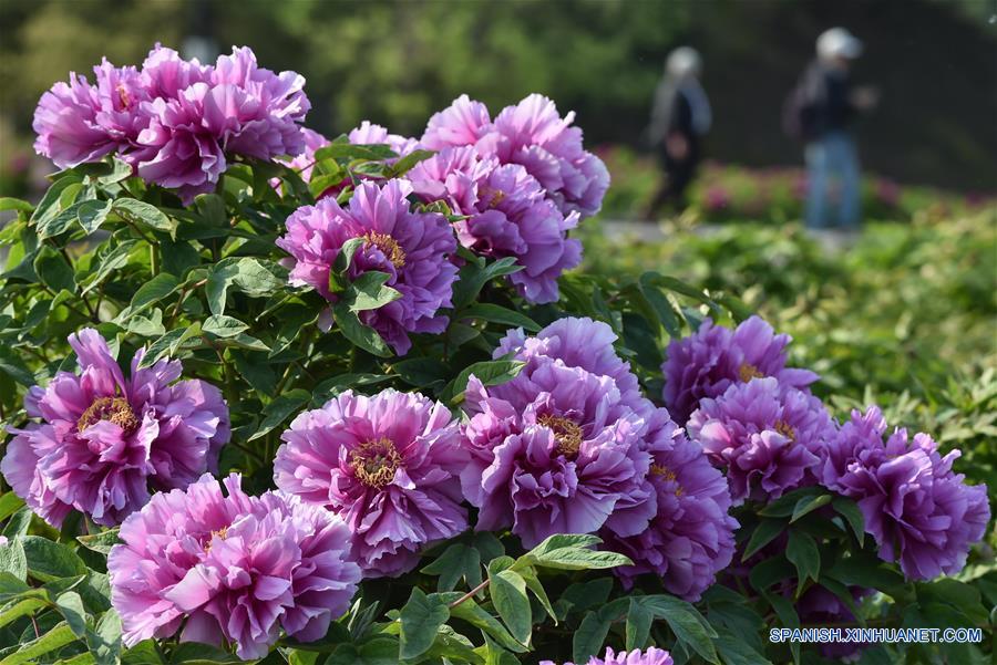 Flores en el Parque de Beijing