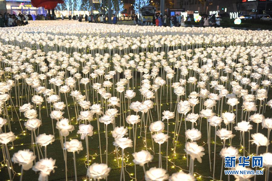 Rosas luminosas marcan la floración de Chengdu