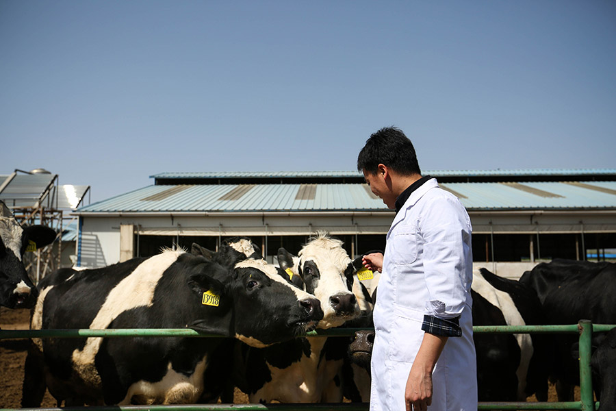 Cui Jianwei cuida de las vacas en el pasto en Beijing, el 26 de abril de 2016. [Foto/Xinhua]