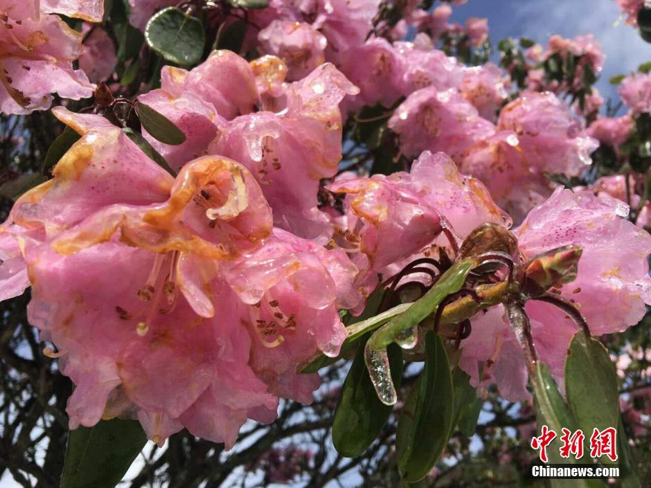 Rosadelfas cubiertas de hielo después de una nevada en Shenlongjia