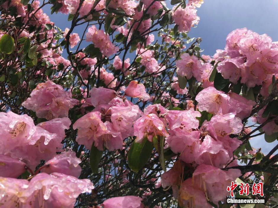 Rosadelfas cubiertas de hielo después de una nevada en Shenlongjia