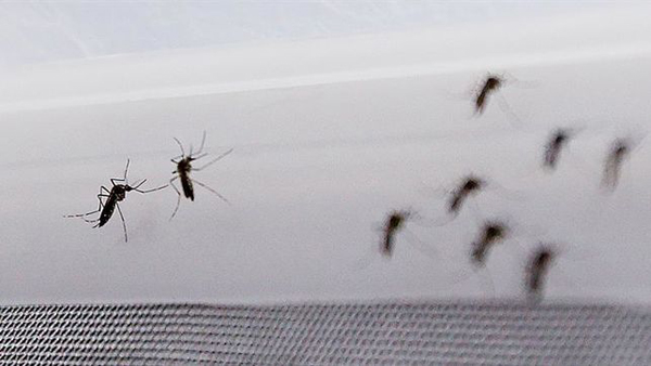 Nace en Madrid el primer ni?o sano de una madre infectada por zika