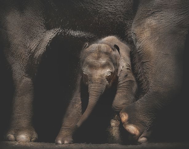 Imágenes impresionantes de animales bajo lentes de Arthur Xanthopoulos