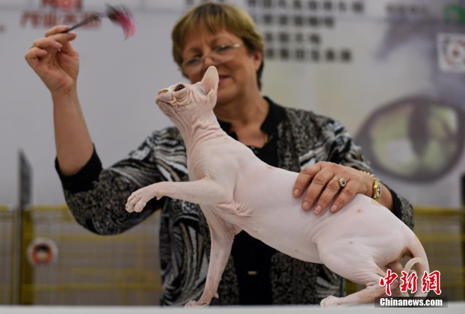 Encuentra tu favorito en el concurso de gatos de Taiyuan