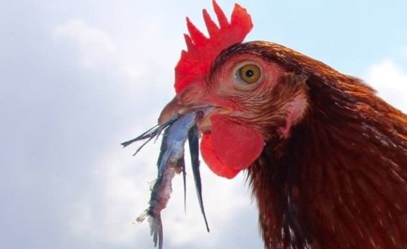 Una gallina y un marinero viajan alrededor del mundo 7