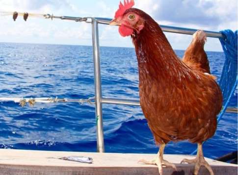 Una gallina y un marinero viajan alrededor del mundo 5