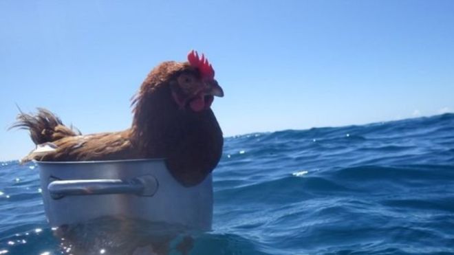 Una gallina y un marinero viajan alrededor del mundo 11