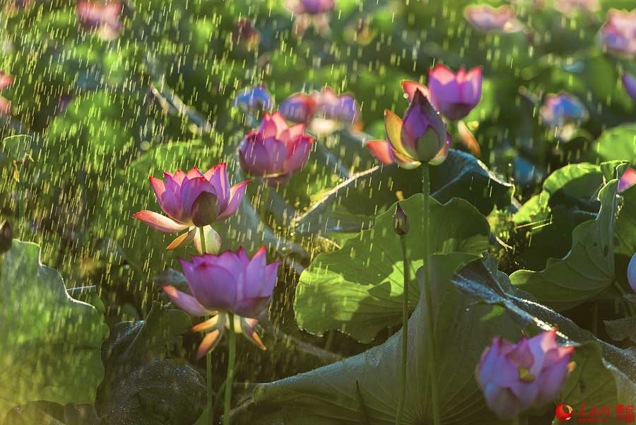 Flores de loto de verano en Haikou